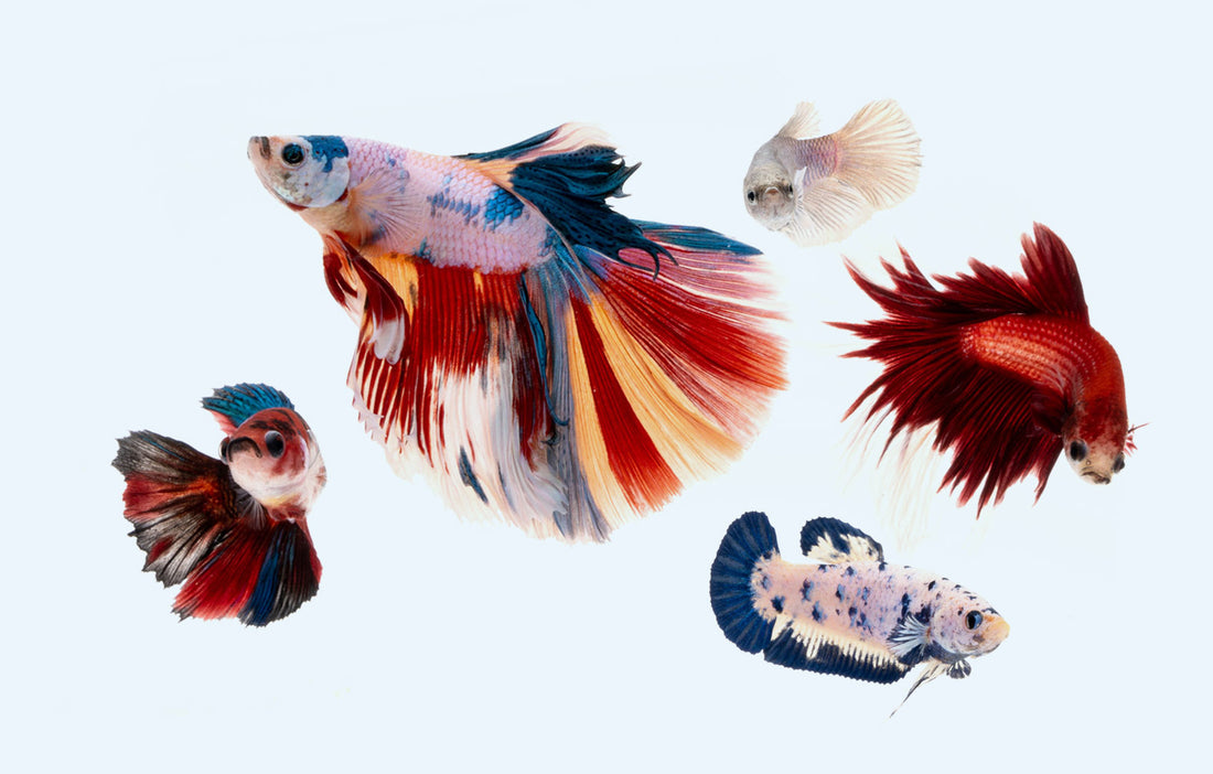 Premium Show Quality Live Aquarium Betta Fish at Glass Aqua