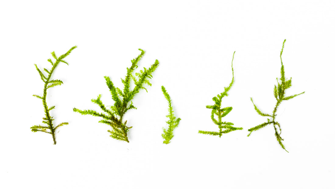 Aquarium Moss Comparison Guide