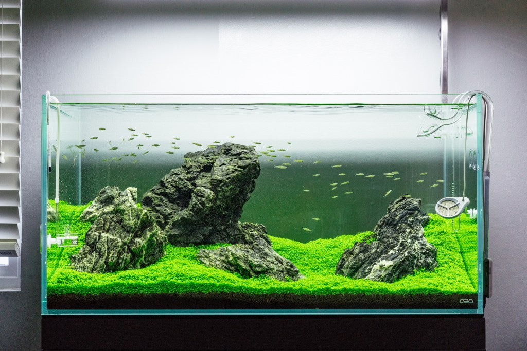 Grey Mountain Valley - ADA 90P Iwagumi | Glass Aqua