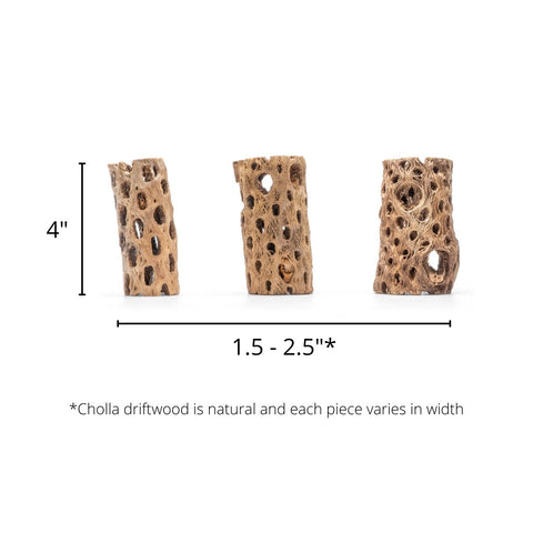 Cholla - Chain Fruit Driftwood - 4 Inch