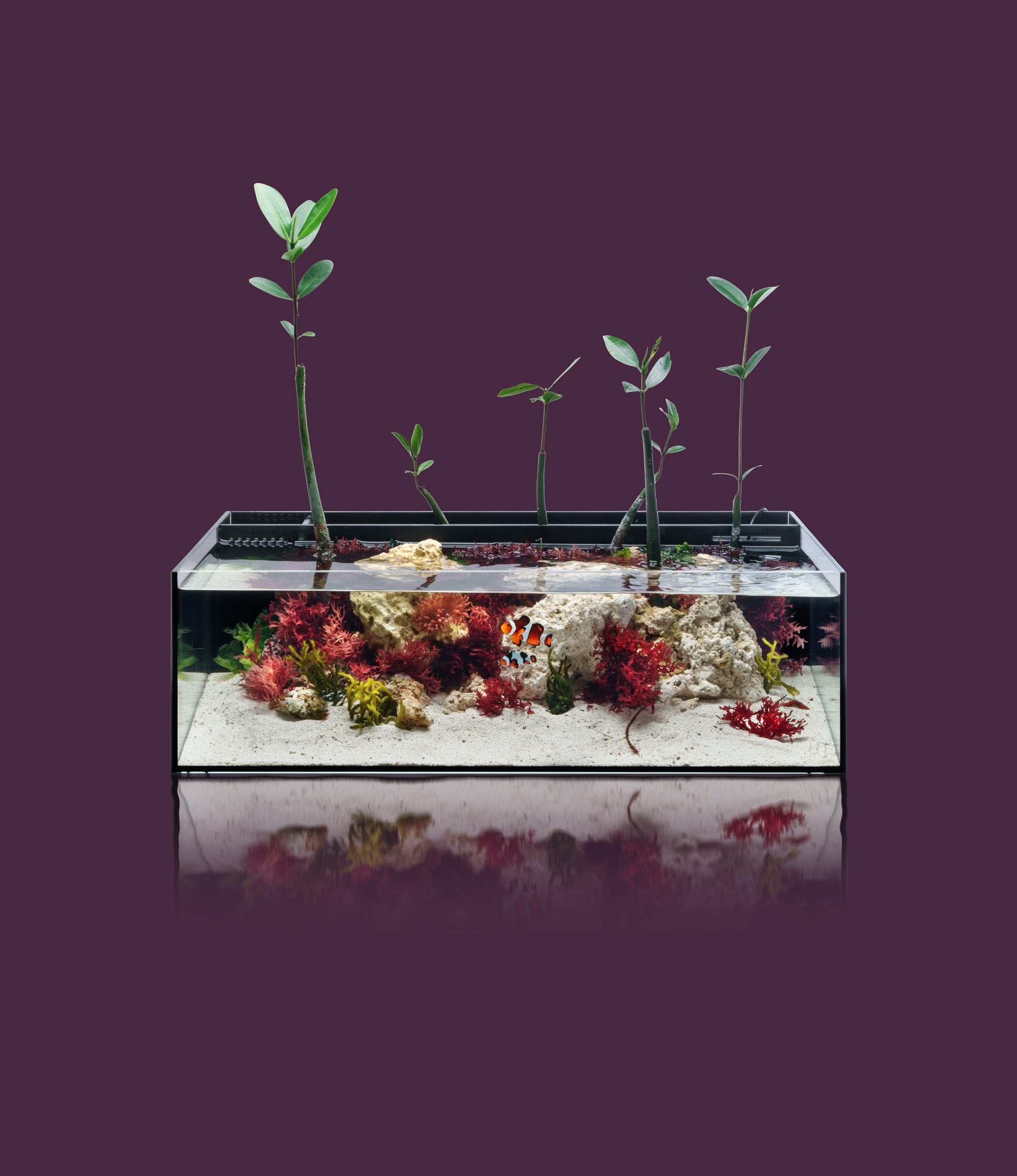 UNS Dual All-In-One Glass Aquarium Tank