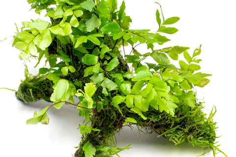 Adiantum Capillus-Veneris Maidenhair Fern | Plants on Moss Driftwood - Glass Aqua