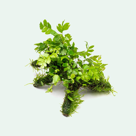 Adiantum Capillus-Veneris Maidenhair Fern | Plants on Moss Driftwood - Glass Aqua