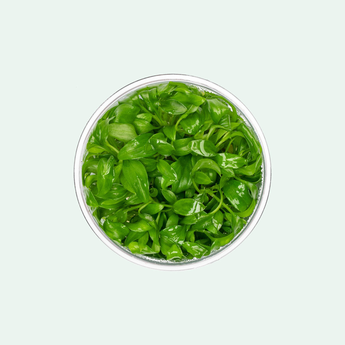 Aglaonema Malayan Sword - Terrarium Plants | Glass Aqua