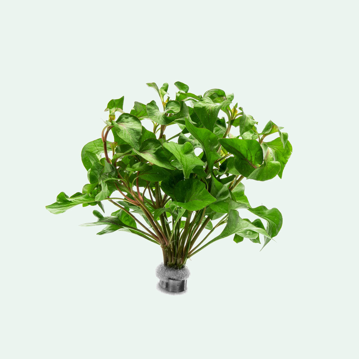 alternanthera indoor plant Alternanthera Tricolor - Live Aquatic Plant