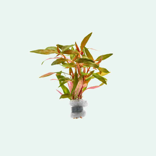 Red aquarium aquatic stem plant