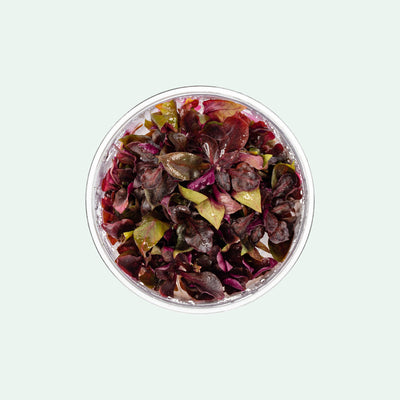 Shop Alternanthera Reineckii Rosanervig Aquatic Plants - Glass Aqua