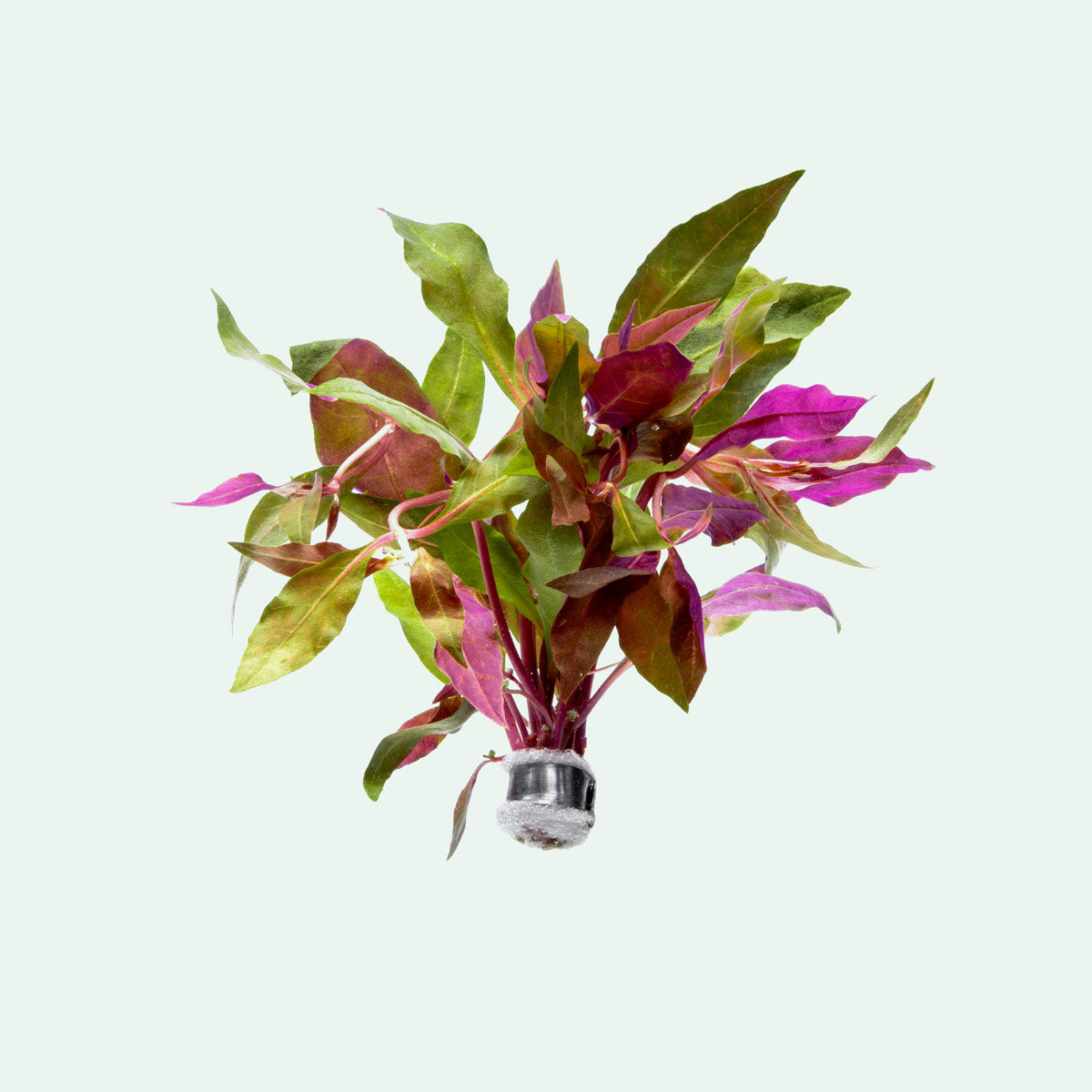 pink flowers betta house plants Alternanthera Rosaefolia | Shop Red Aquarium Stem Plants