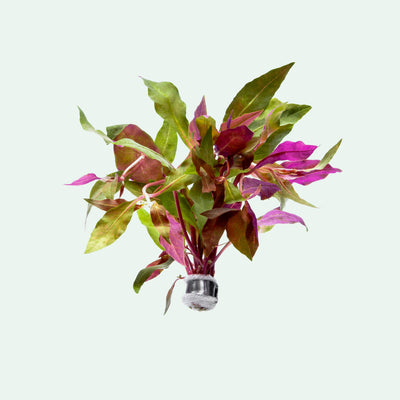 Alternanthera Rosaefolia - Glass Aqua