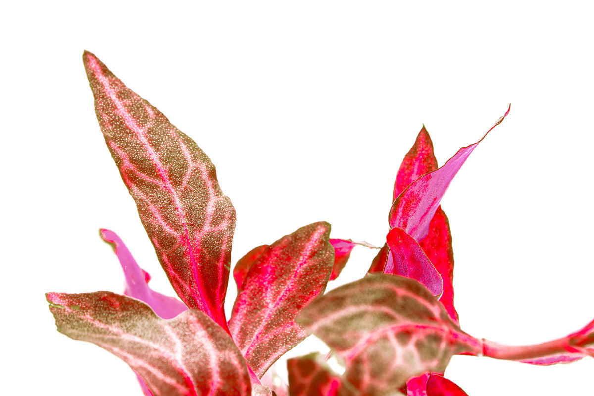 Alternanthera Reineckii Rosanervig - Glass Aqua