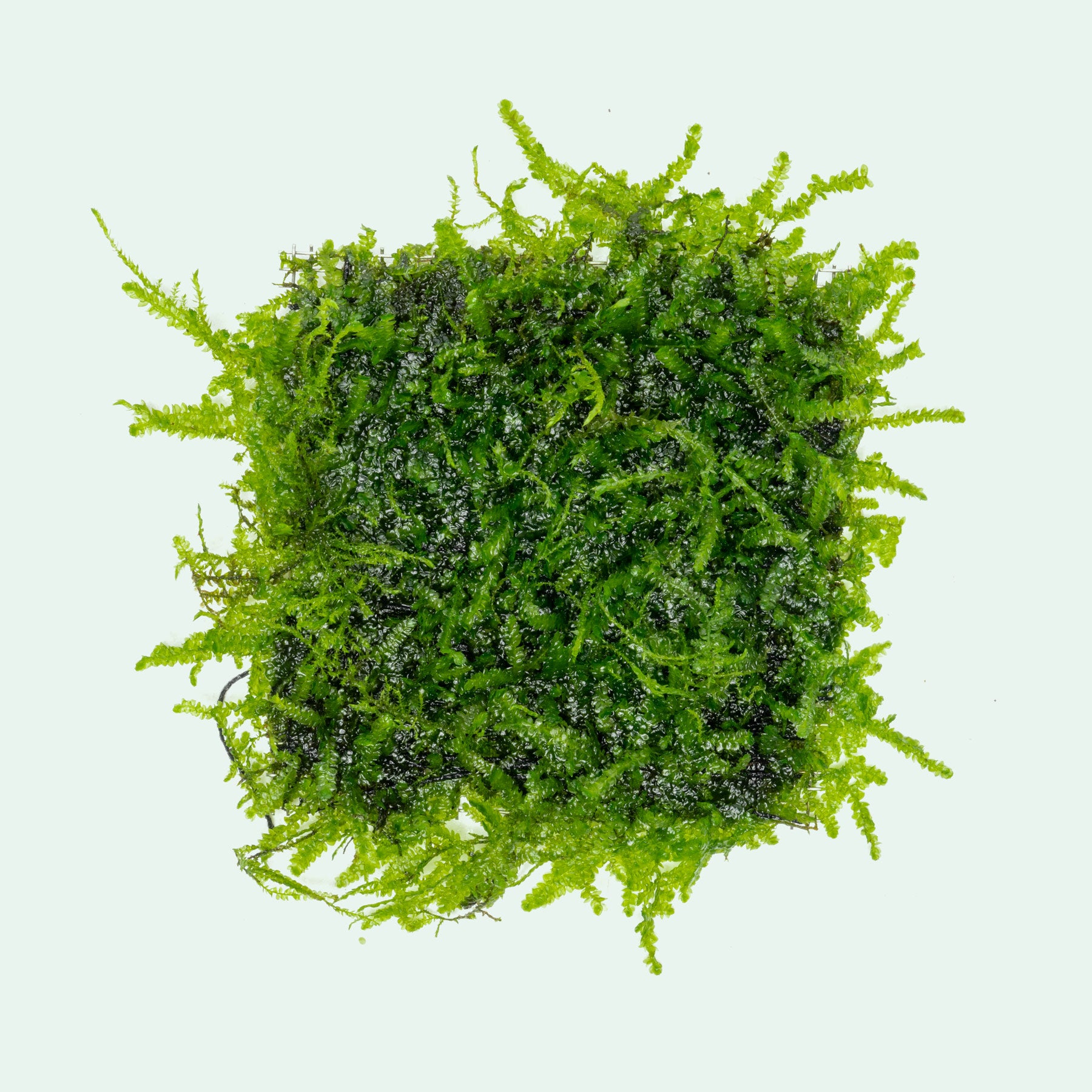 Anchor Moss - Live Aquarium Moss | Glass Aqua