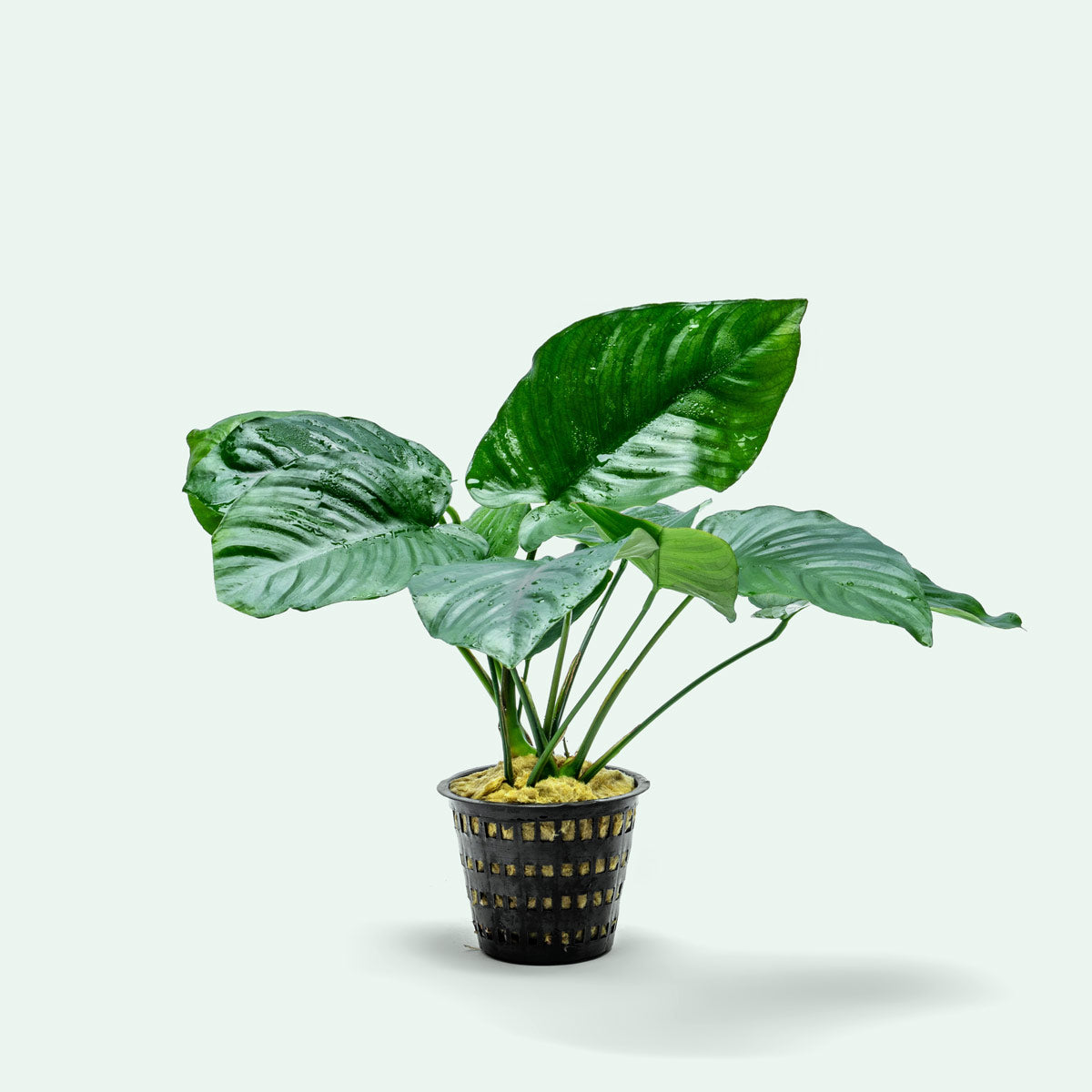 Anubias Broad Leaf Mature Mother Plant | Shop Live Plants - Glass Aqua