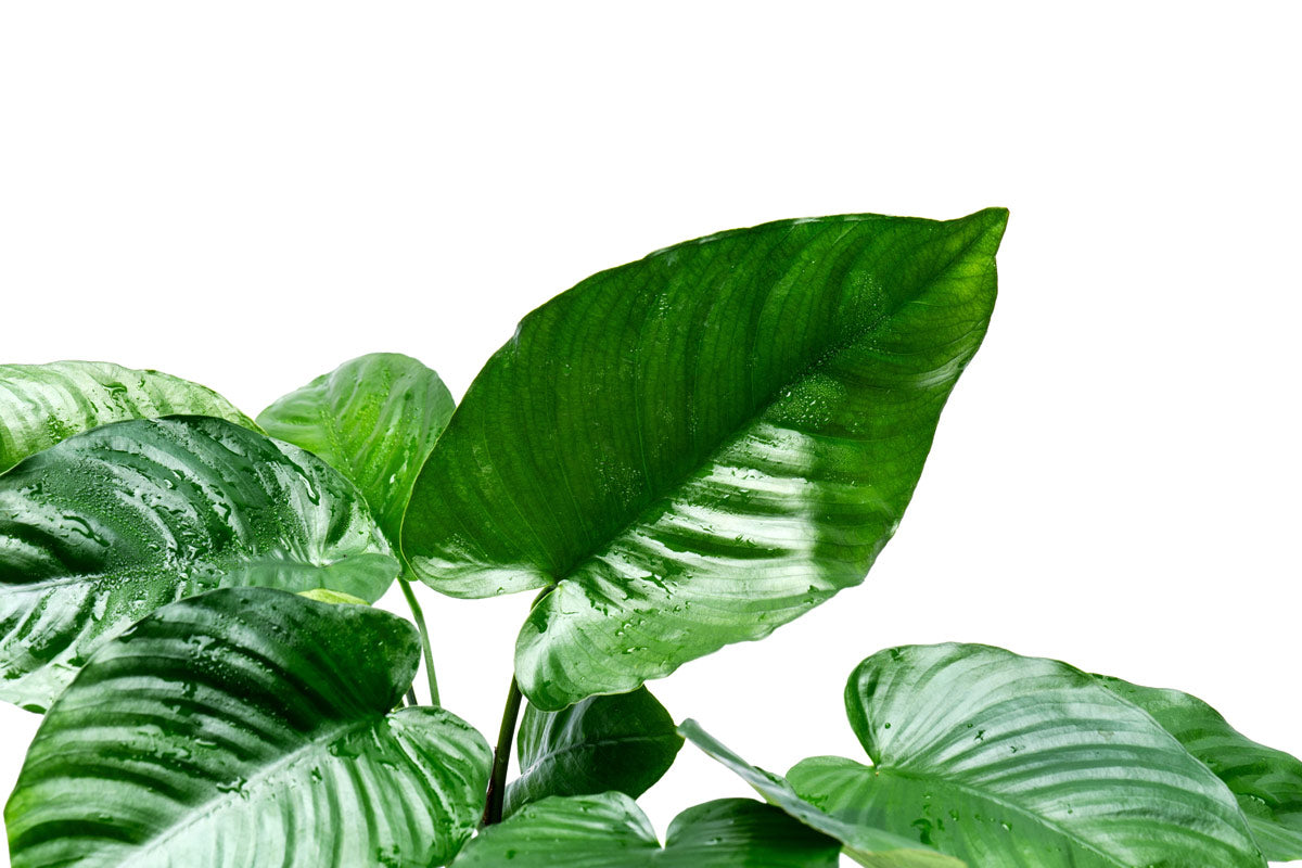 Anubias Broad Leaf Mature Mother Plant | Shop Live Plants - Glass Aqua