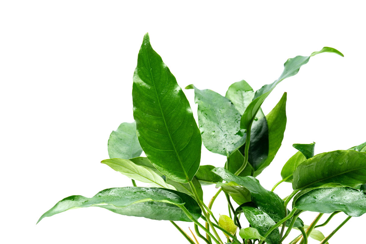 Anubias Short & Sharp Mother Plant | Live Aquatic Plants - Glass Aqua