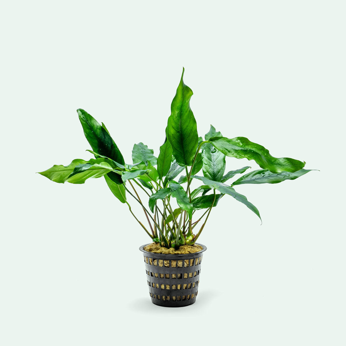 Anubias Minima Mother Plant | Aquarium & Terrarium Plants - Glass Aqua