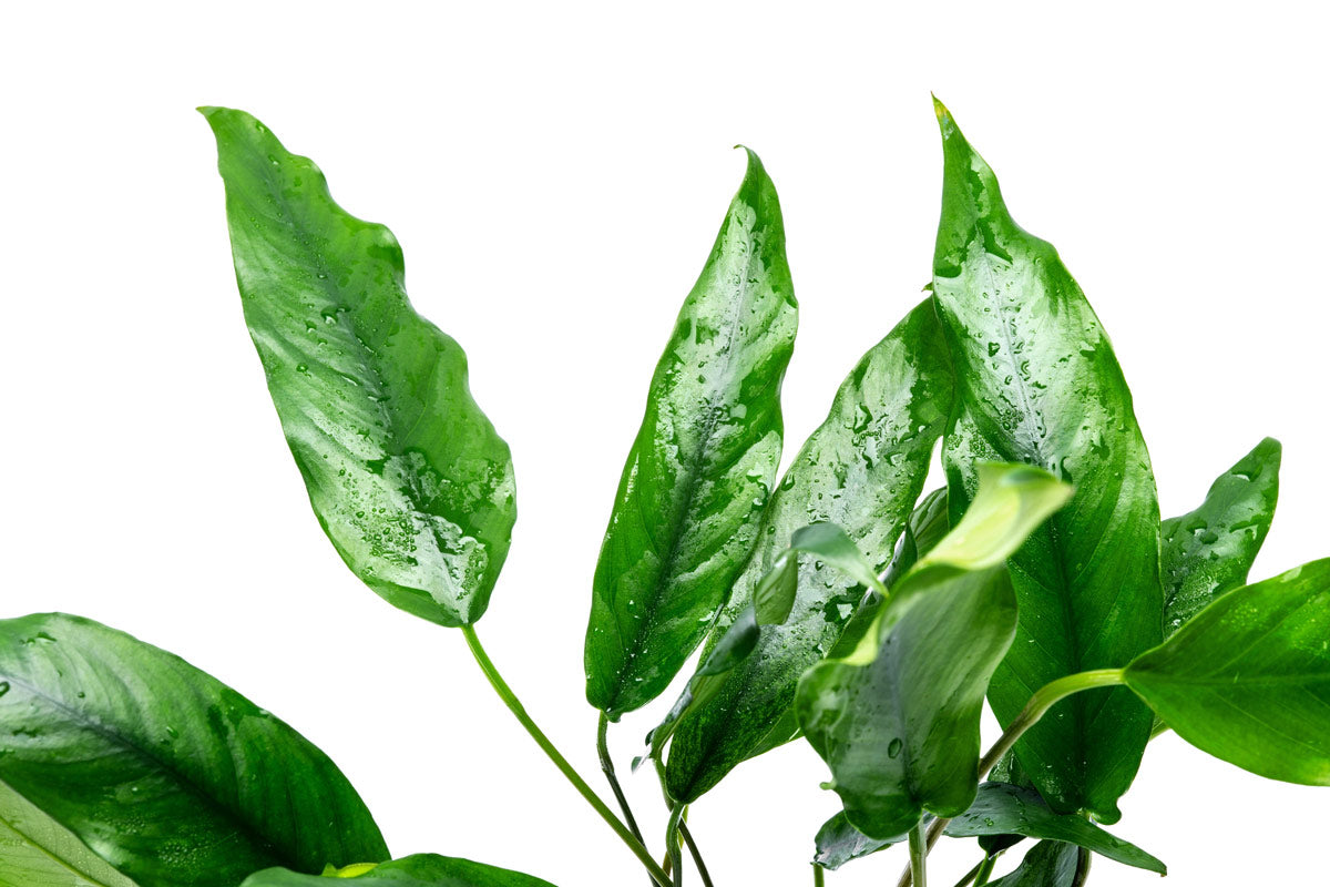 Anubias Minima Mother Plant | Aquarium & Terrarium Plants - Glass Aqua