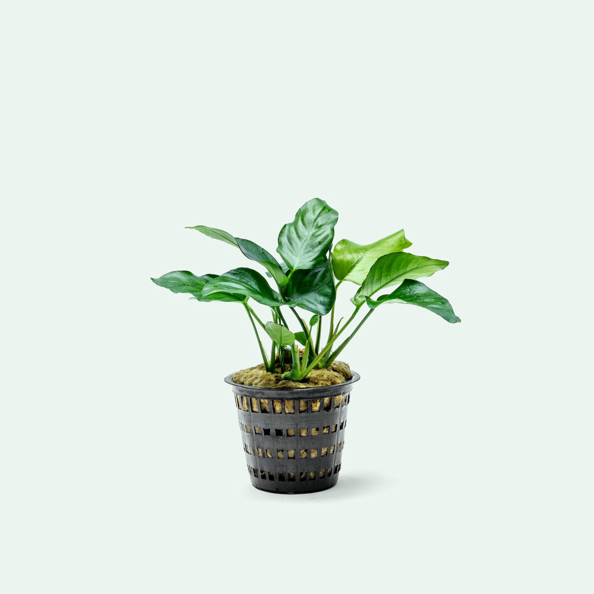 Anubias Nana Mother Plant | Aquarium & Terrarium Plants - Glass Aqua