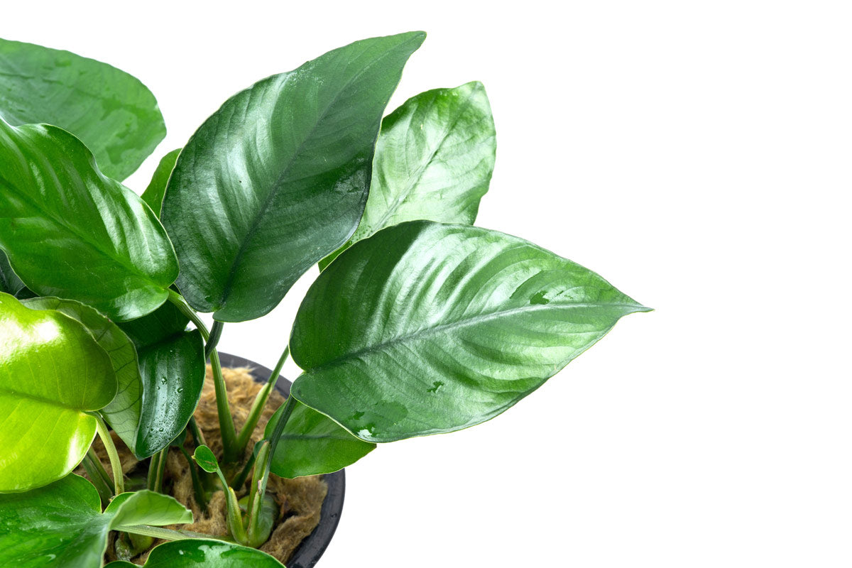 Anubias Nana Mother Plant | Aquarium & Terrarium Plants - Glass Aqua