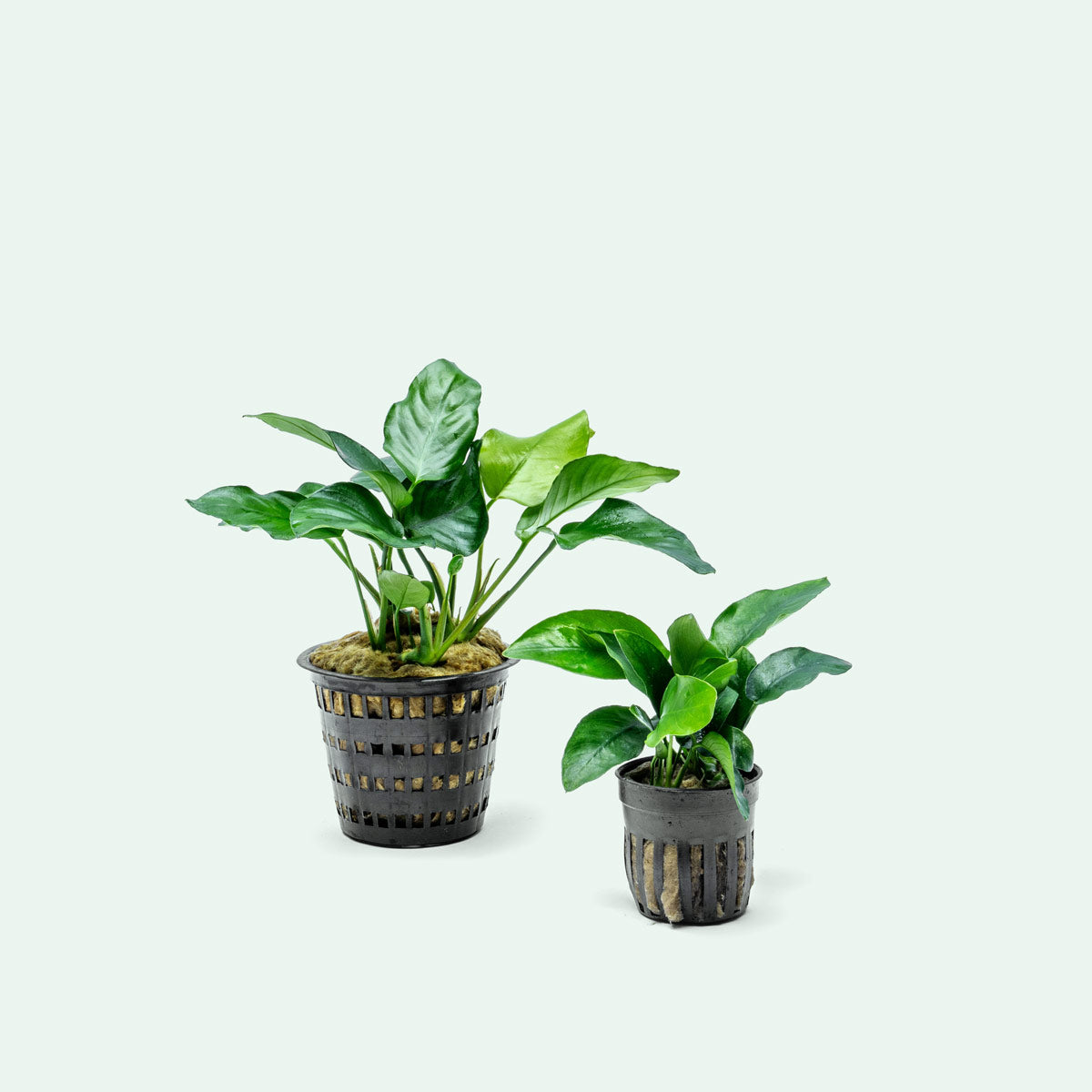 leaving aquarium plants in pots Anubias Nana - XL Mature Aquarium Plant