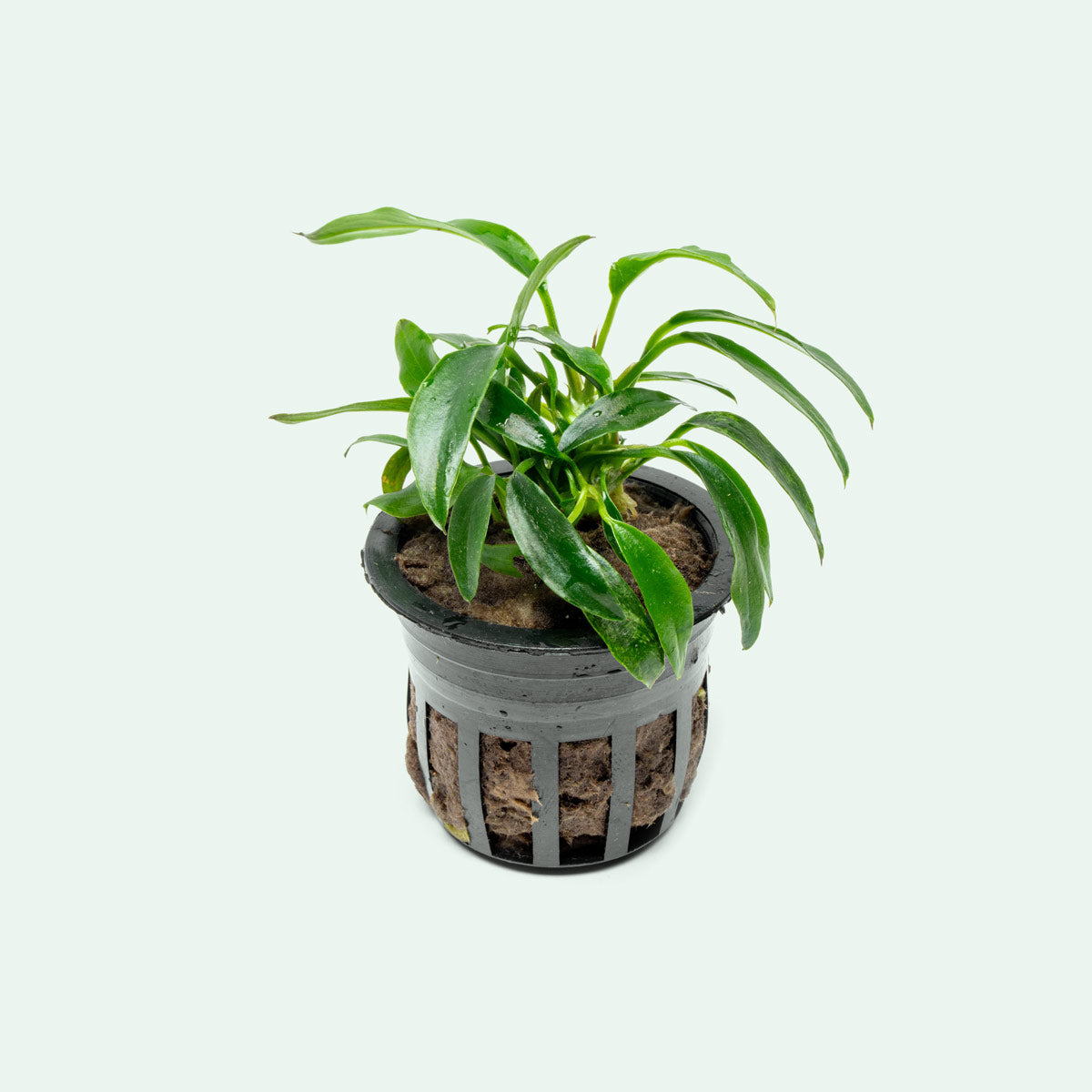 jalapeno plants indoors Anubias Chili Jalapeño - Rare Aquarium Plant