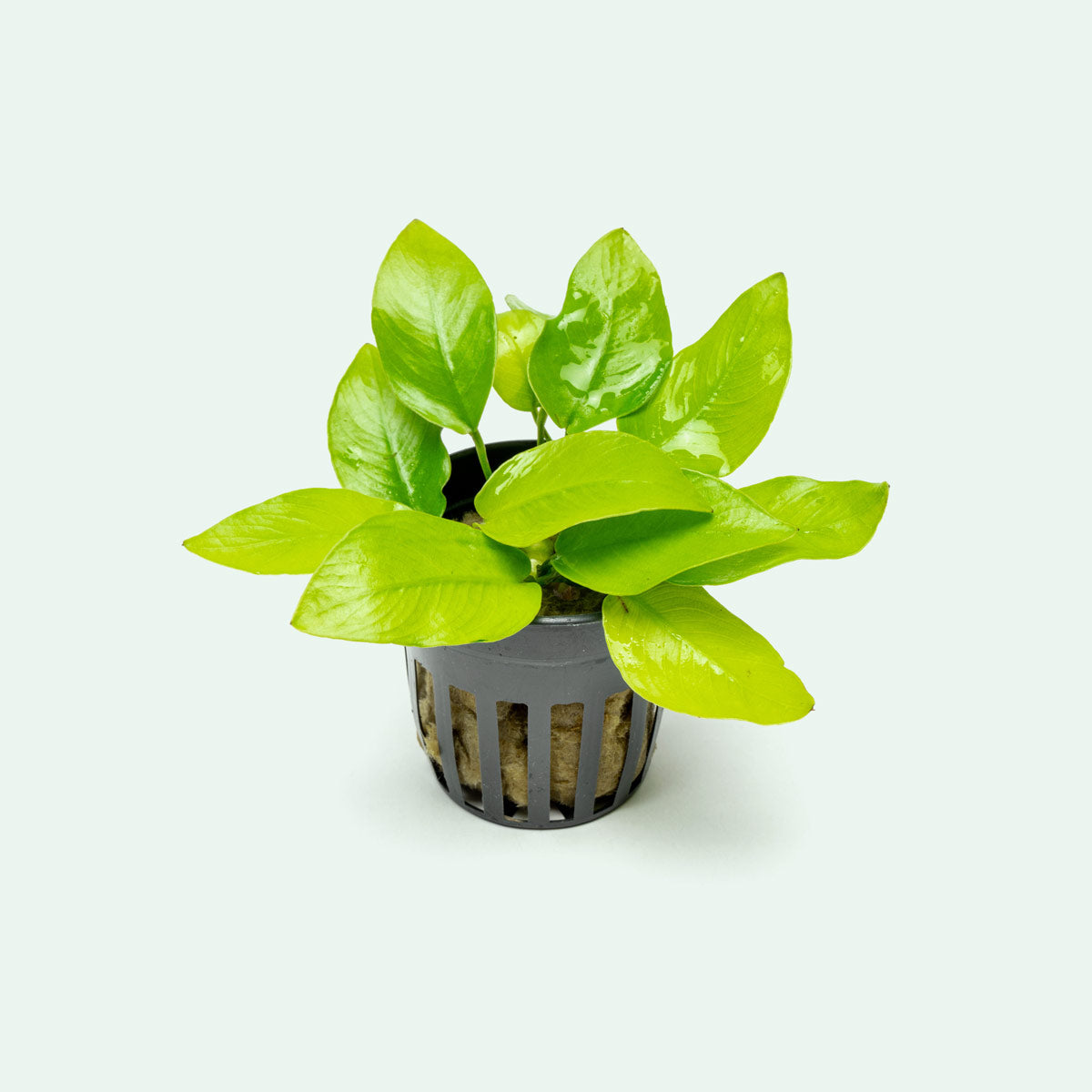 golden nanmu plant indoor Anubias Nana Golden - Aquarium Plant