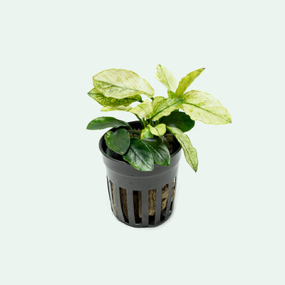 Anubias Nana Pinto - Glass Aqua