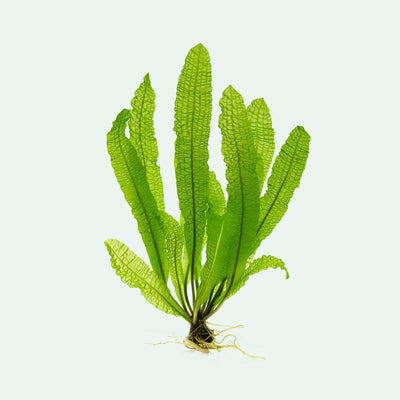 Aponogeton Boivinianus - Glass Aqua