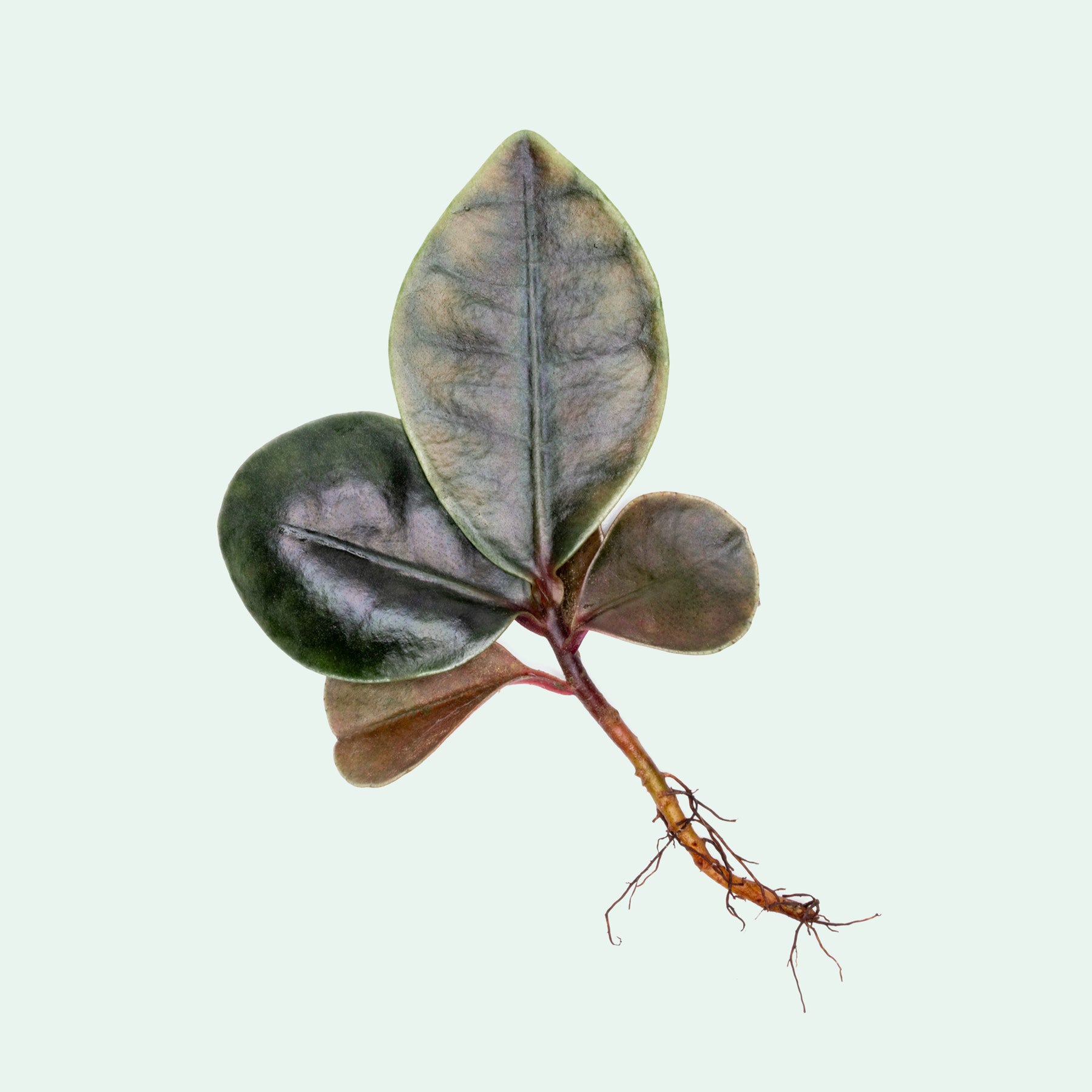 Ardisia Tricolor Rare Terrarium Vivarium House Plant  Glass Aqua