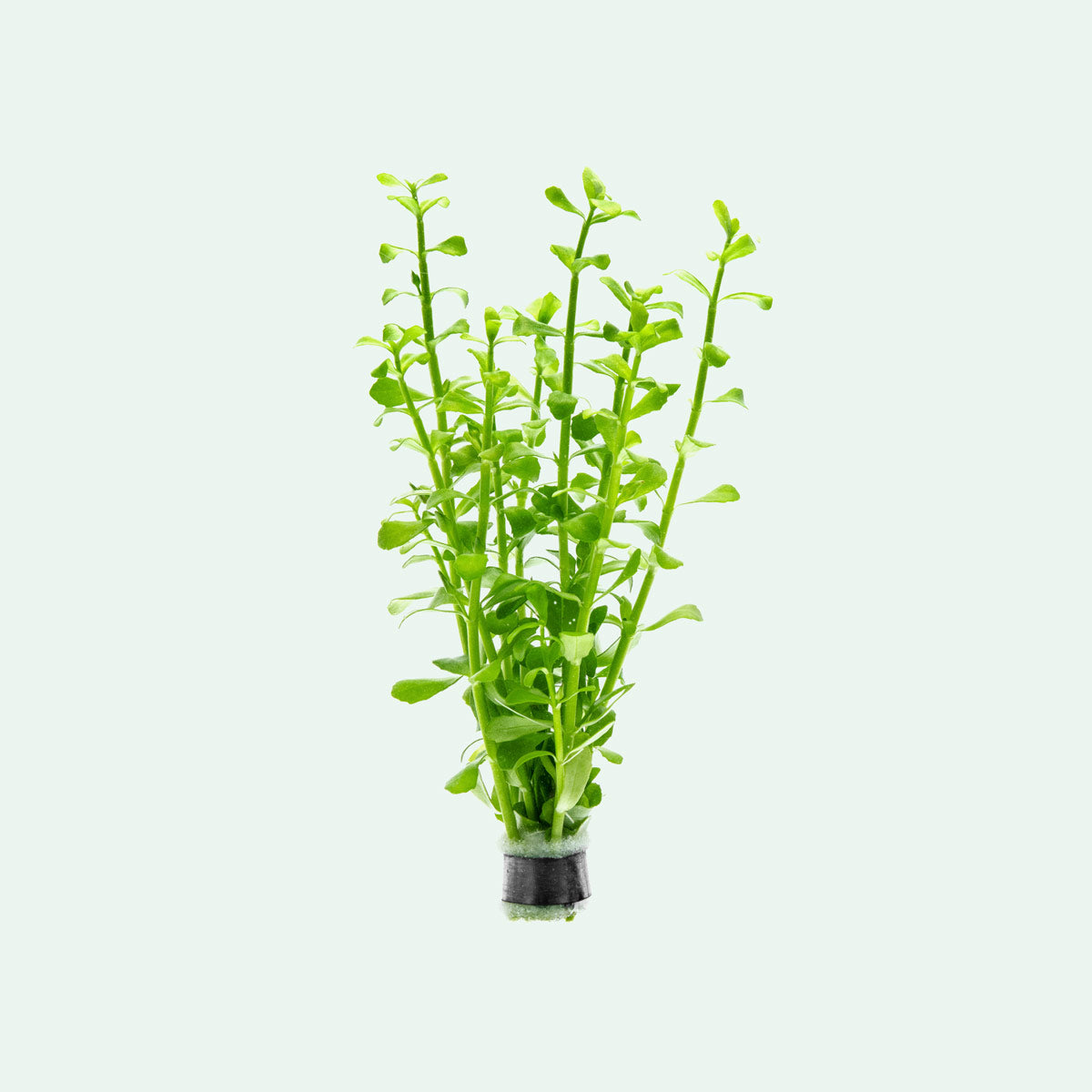 Bacopa Monnieri 'Platinum' | Live Aquarium Plants