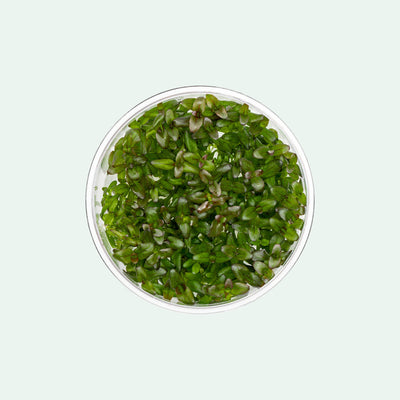 Bacopa Salzmannii Purple Tissue Culture - Aquarium Plants | Glass Aqua