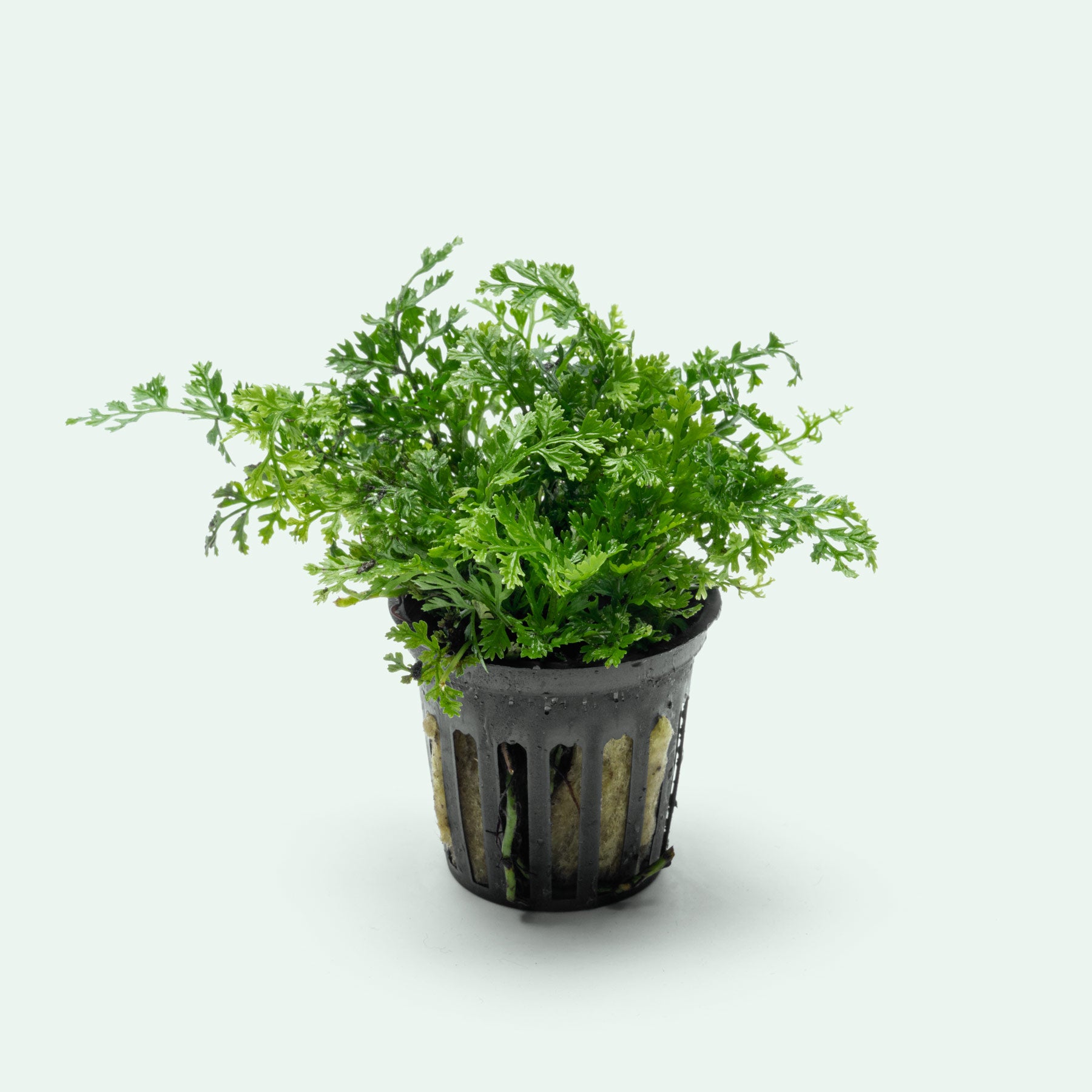 hitchhiker's guide to the galaxy potted plant Bolbitis Difformis 'Mini' - Easy Aquarium Fern