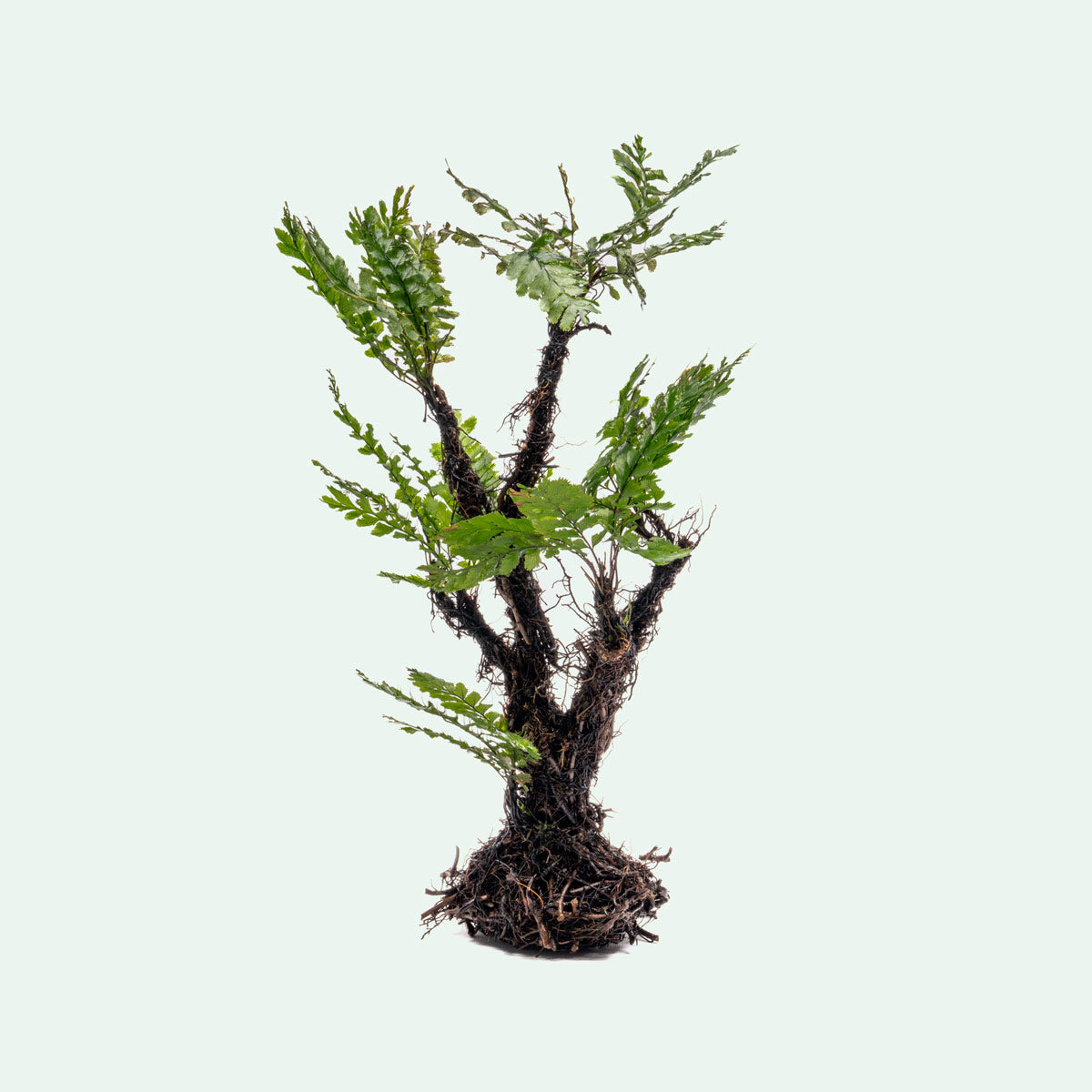 bonsai tree fern Trichomanes Javanicum
