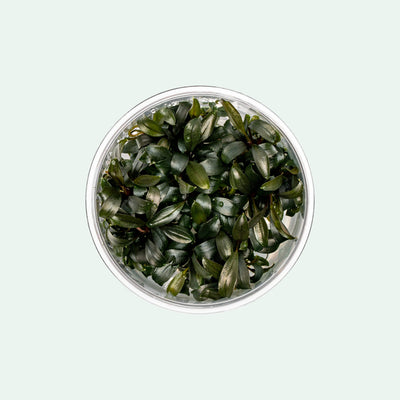 Bucephalandra Buce Brownie Phoenix Tissue Culture - Shop Glass Aqua