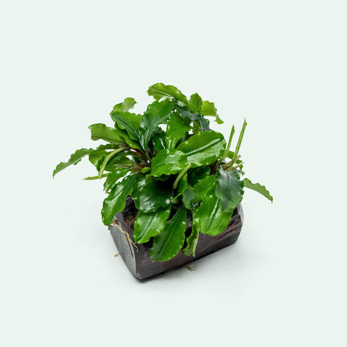 Bucephalandra Green Wavy - Live Aquarium Decor | Glass Aqua