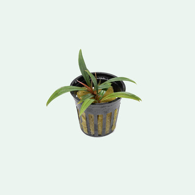 Bucephalandra Goliath - Glass Aqua