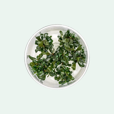 Bucephalandra Pygmy Tissue Culture - Glass Aqua