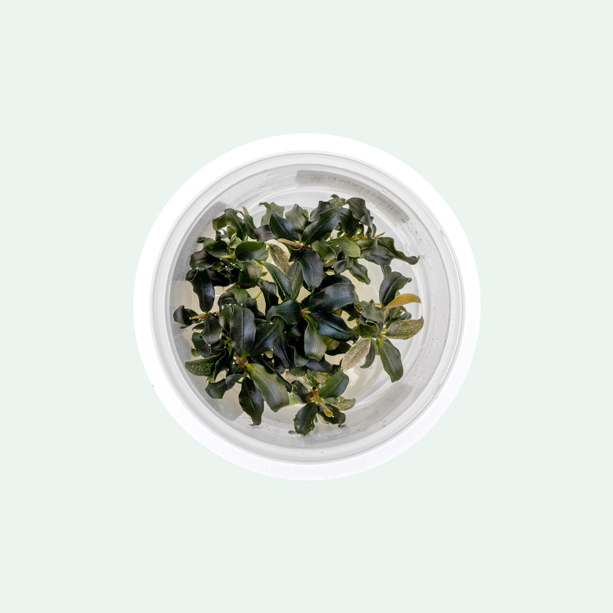 水草 Bucephalandra sp.\"Sekadau 3\" Bucephalandra Sekadau Bukit Betung Aquatic Farmer Tissue