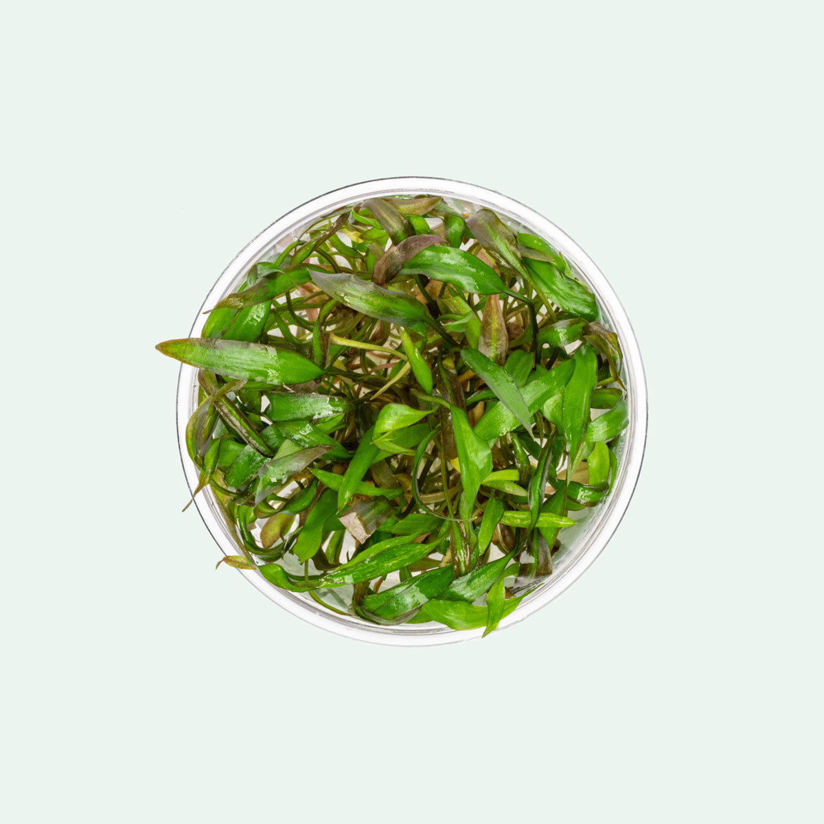 Cryptocoryne Affinis Red - Aquarium Plant | Glass Aqua