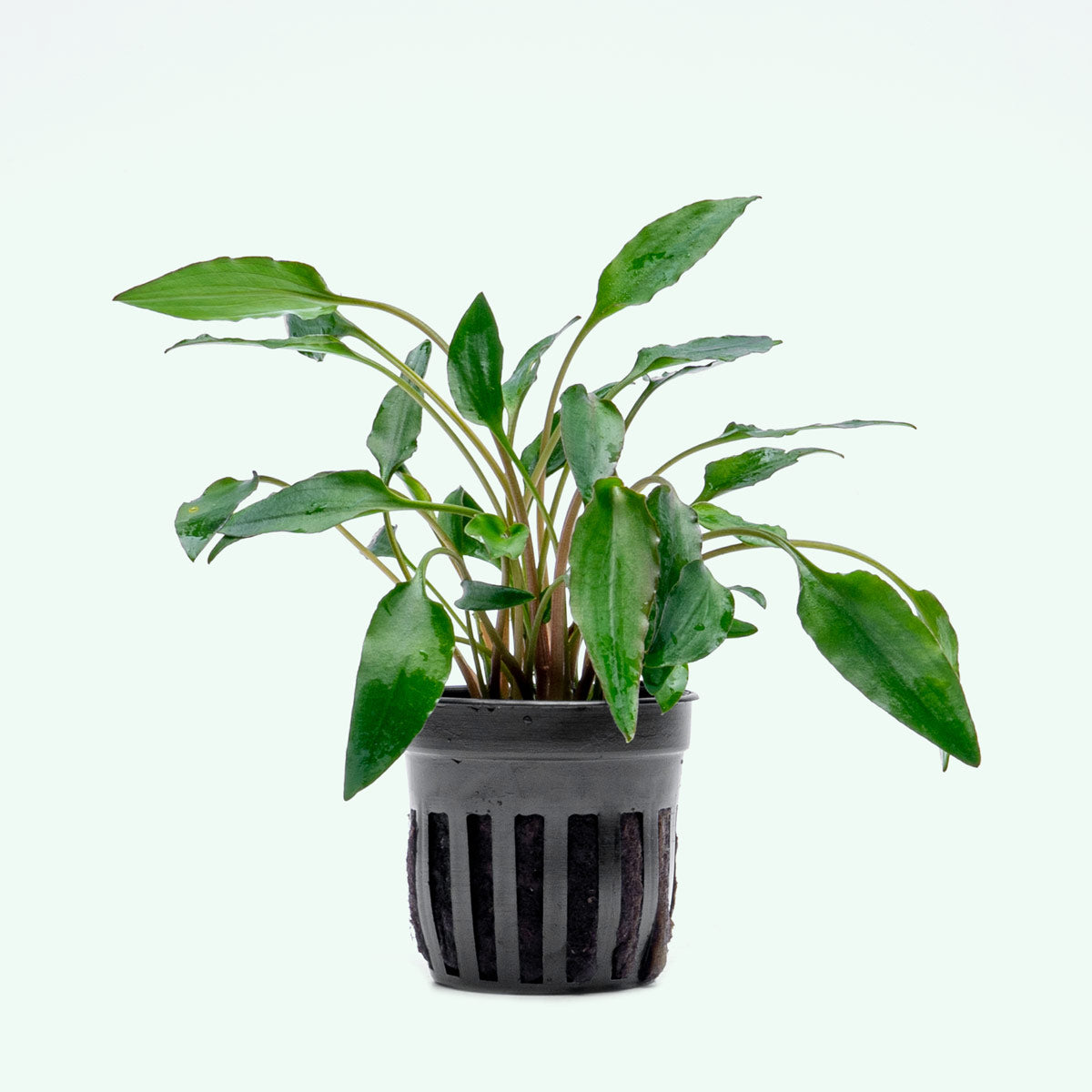 Cryptocoryne Undulata - Live Aquatic Plant