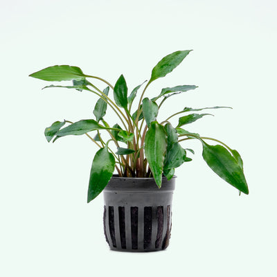 Cryptocoryne Undulata - Glass Aqua