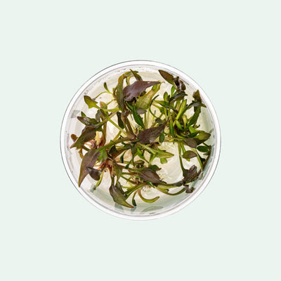 Cryptocoryne Undulata - Glass Aqua