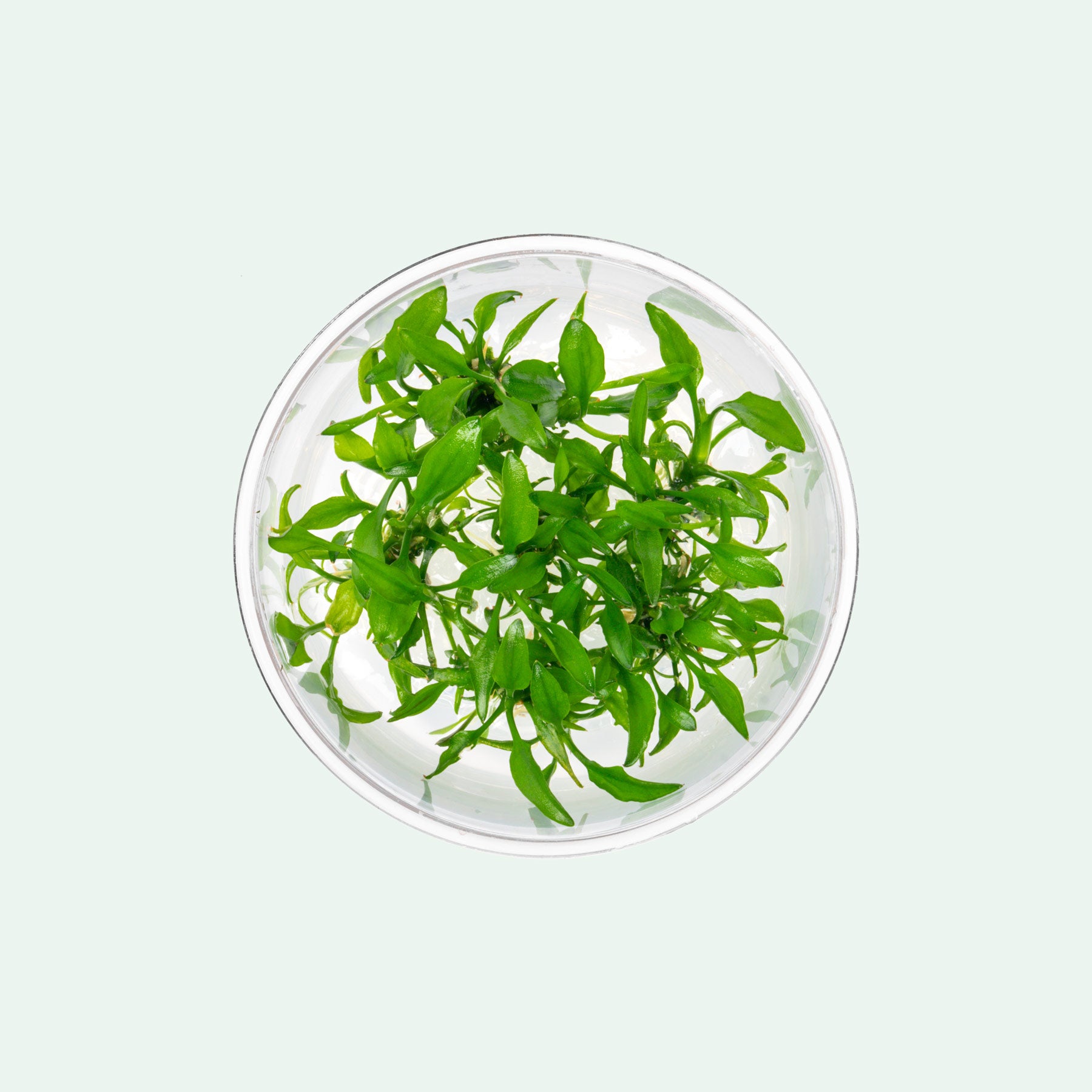 Cryptocoryne Yujii Tissue Culture Aquatic Plant – Glass Aqua
