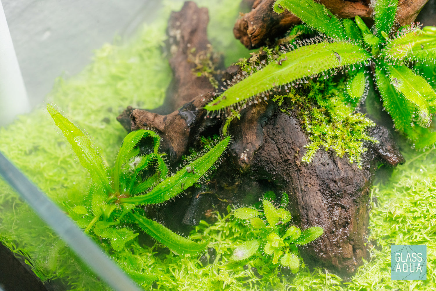 drosera carnivorous plant