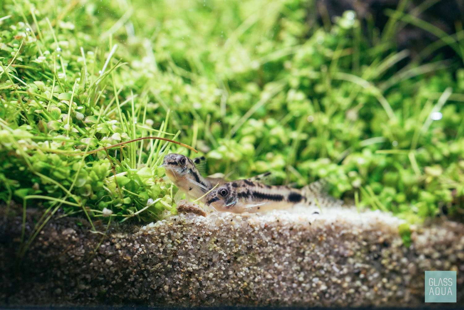 Corydoras fish sifting through planted aquarium sand