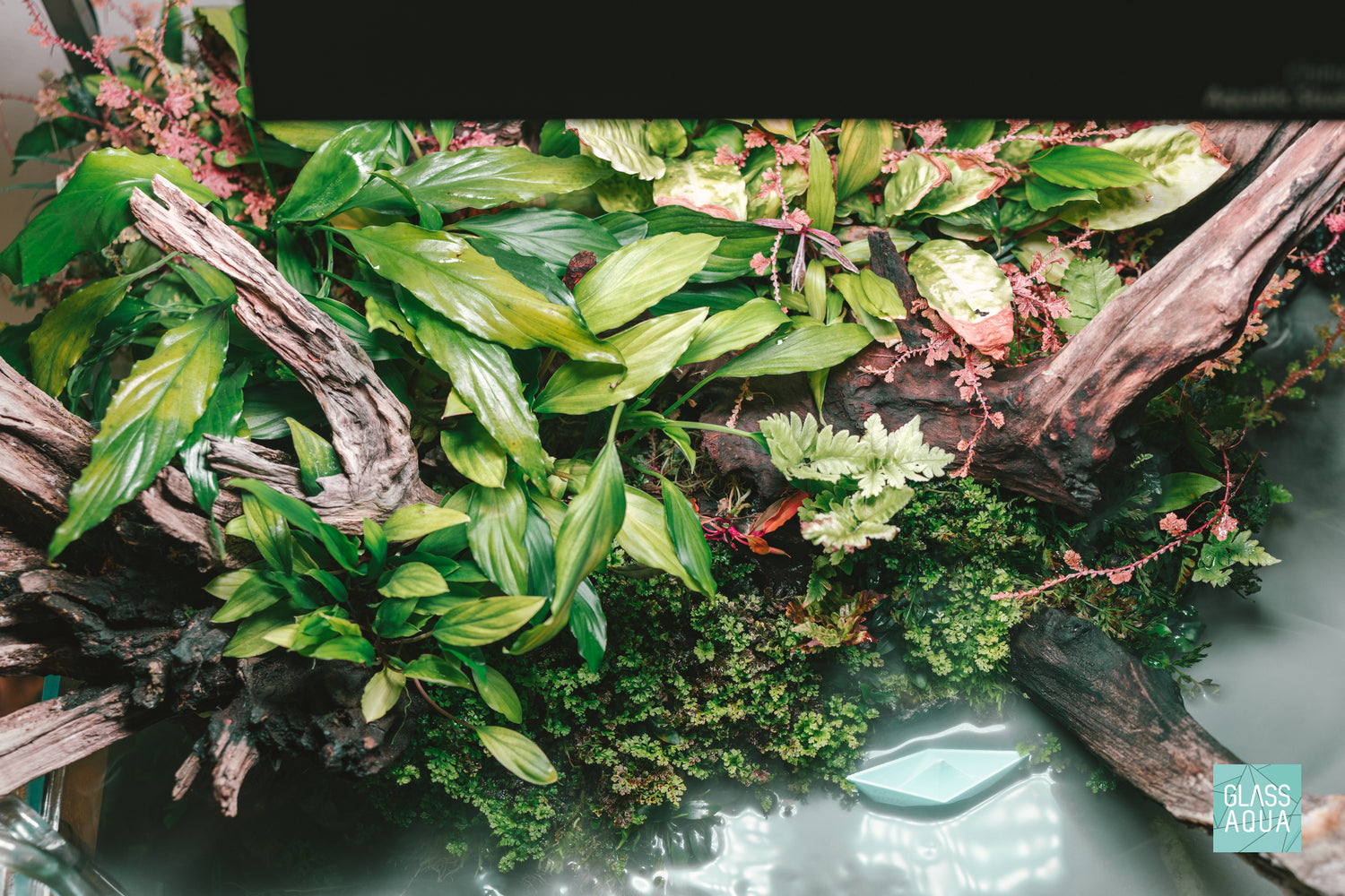 Paludarium emergent aquatic plants for planted tanks