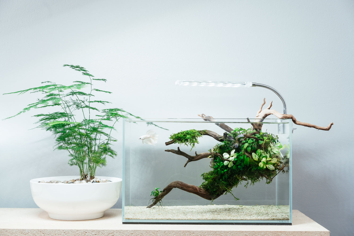 Ultum nature systems UNS 5N Nano Rimless Glass Aquarium Tank Betta Fish Aquascape