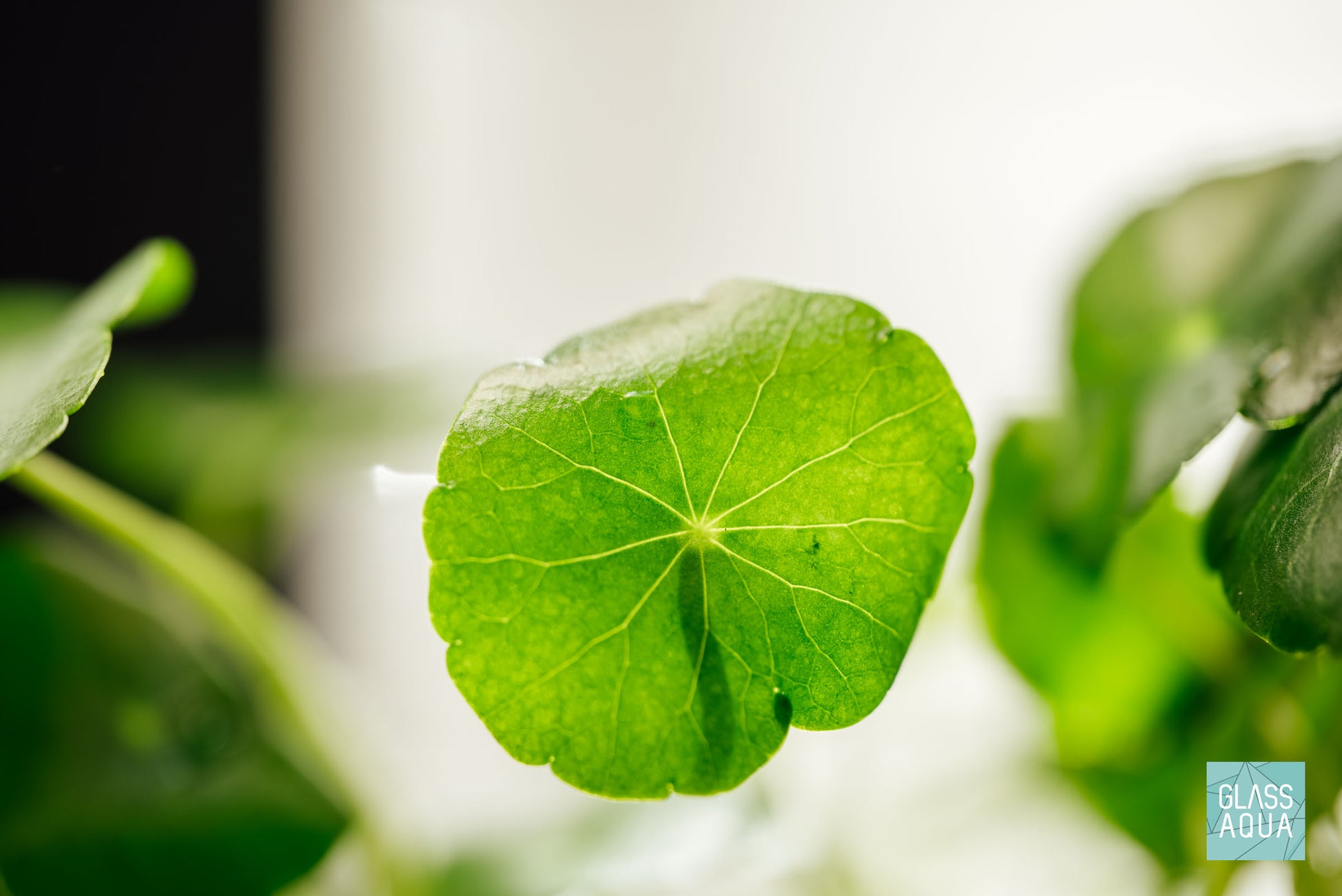 Close up of clover-like aquarium plant Hydrocotyle Sibthorpioides