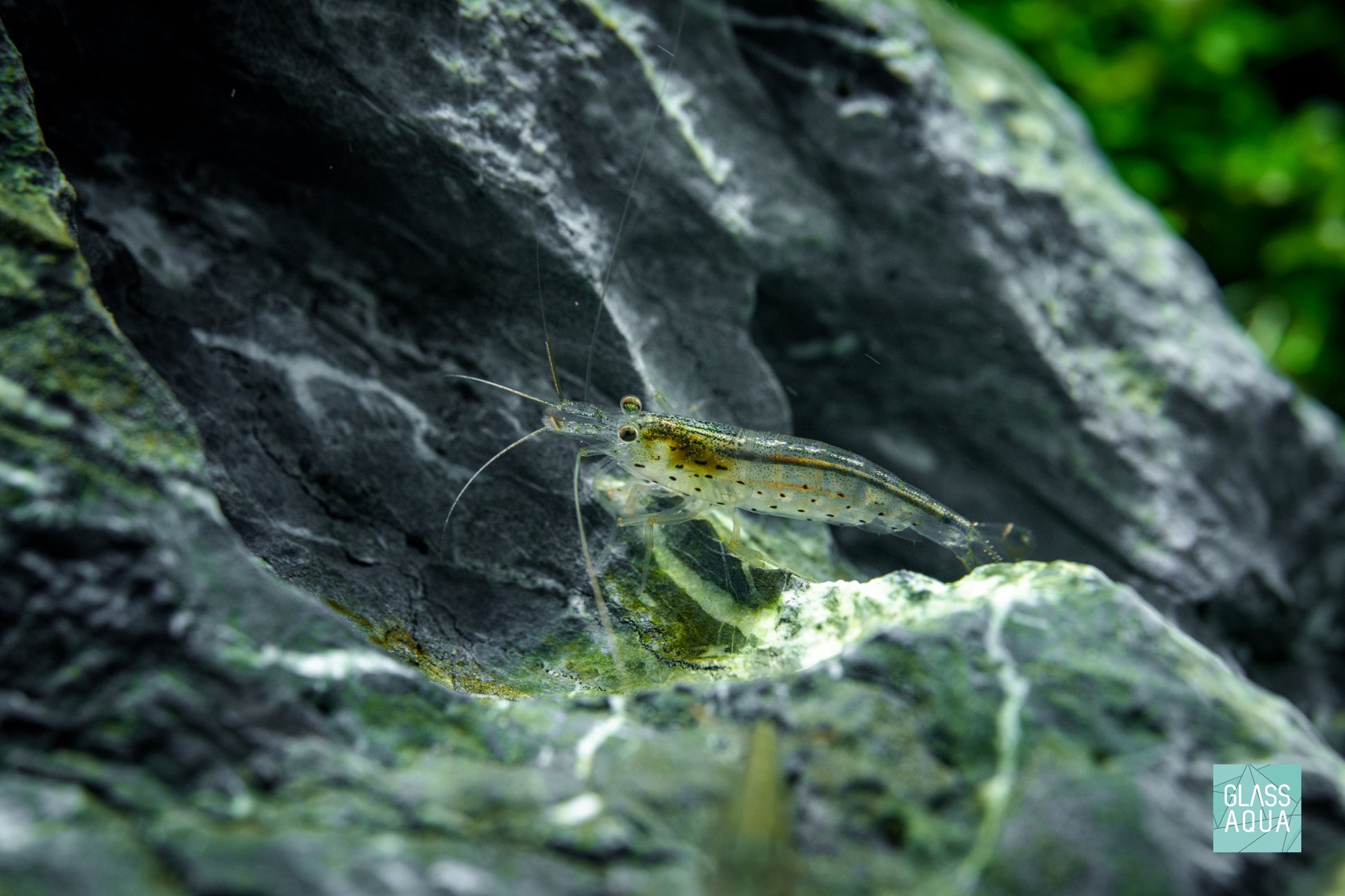 Amano Shrimp