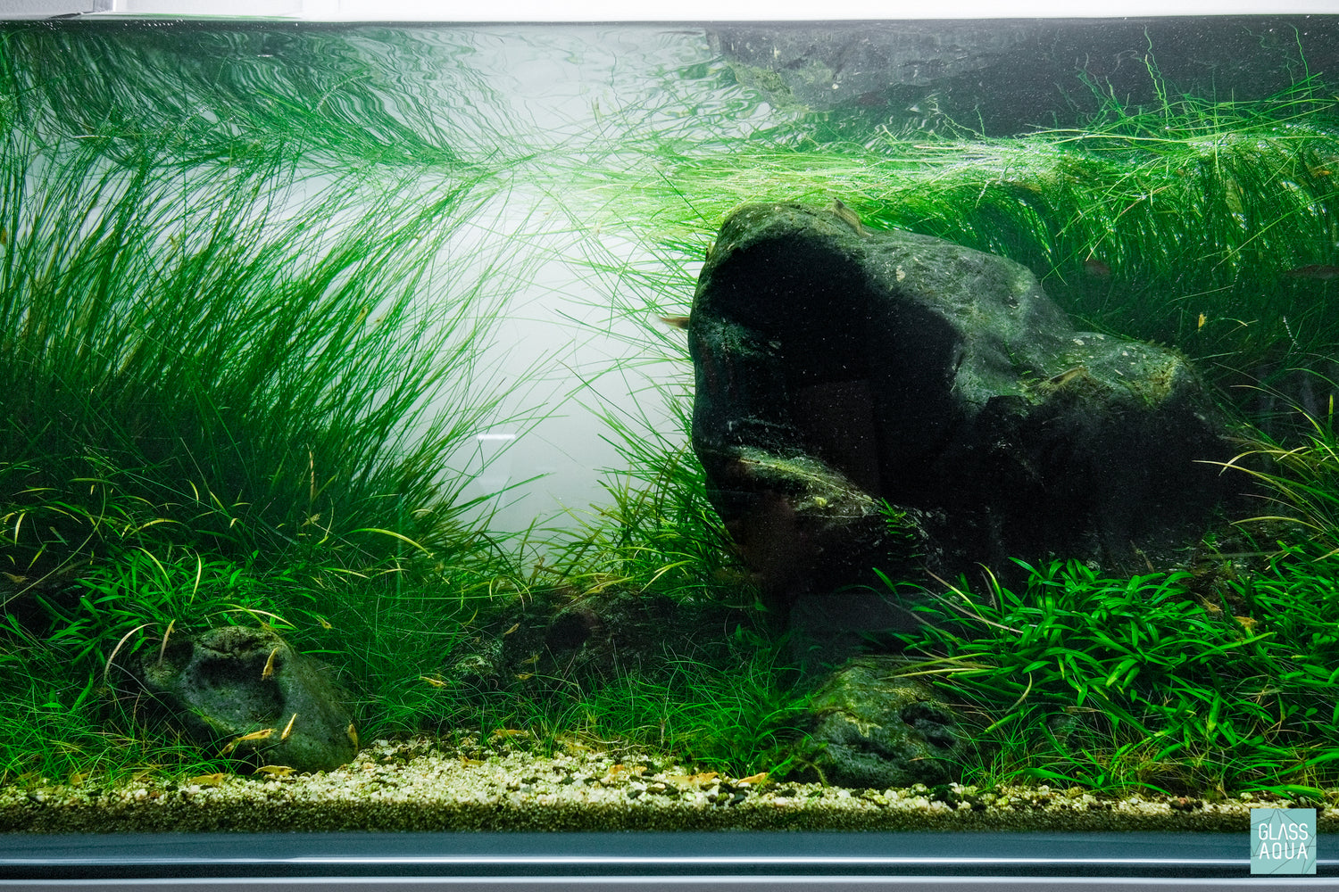 Hakkai Stone Planted Aquarium Tank Aquascape
