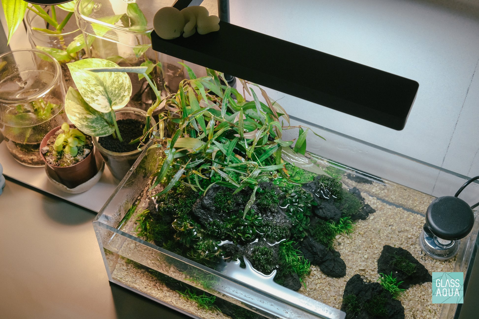 Shallow rimless planted tank with easy aquarium plants